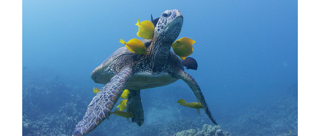 Nature Soul of the Ocean PBS