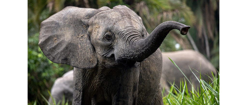 Secrets of the Elephants