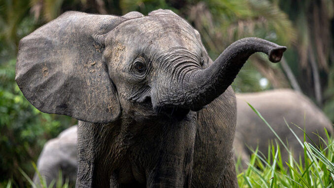 Secrets of the Elephants