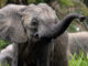 Secrets of the Elephants