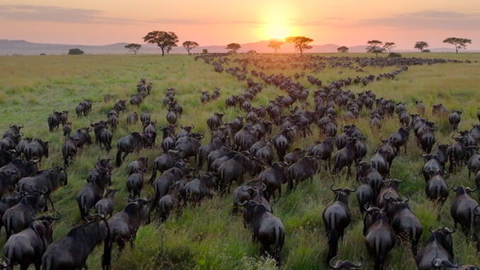 Our Planet II, Netflix