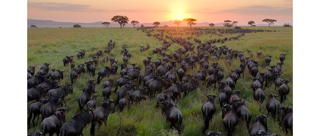 Our Planet II, Netflix