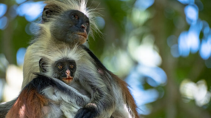 Evolution Earth PBS
