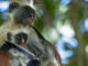 Evolution Earth PBS