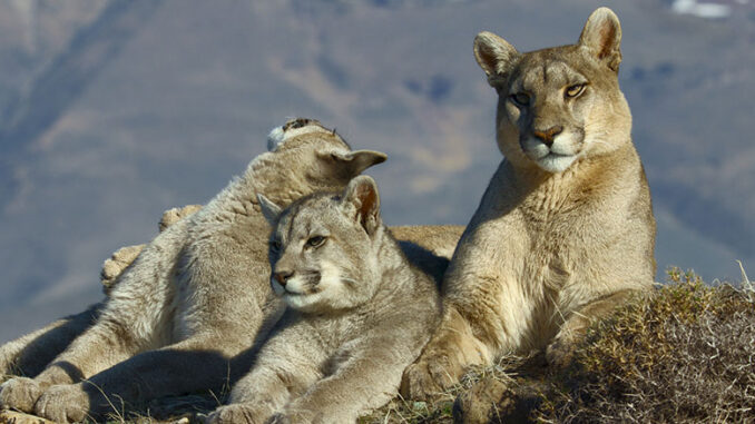 Animals Up Close With Bertie Gregory, Disney+