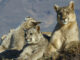 Animals Up Close With Bertie Gregory, Disney+