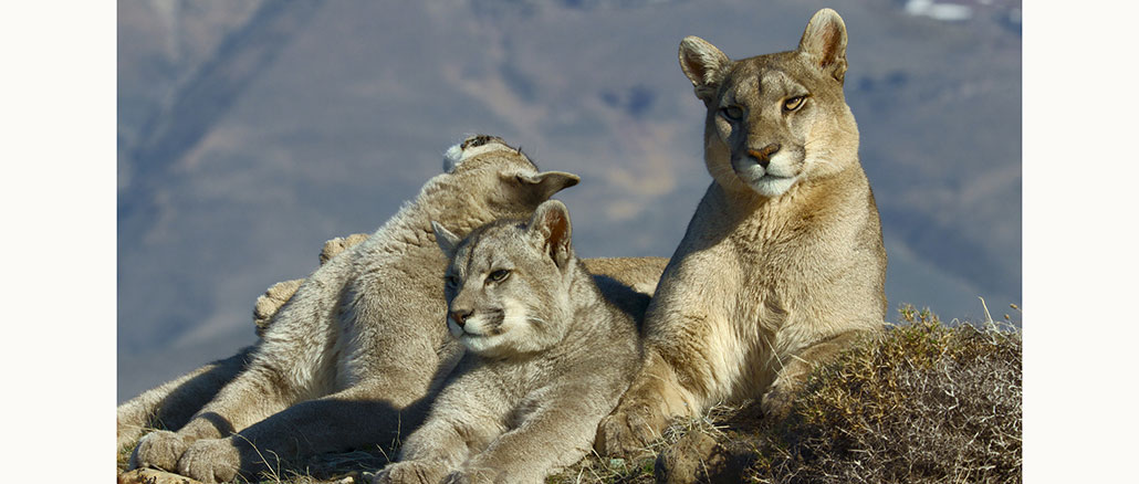 Animals Up Close With Bertie Gregory, Disney+