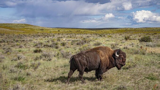 American Buffalo, PBS
