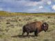 American Buffalo, PBS