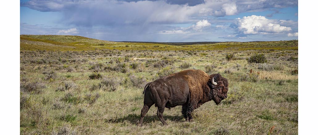 American Buffalo, PBS