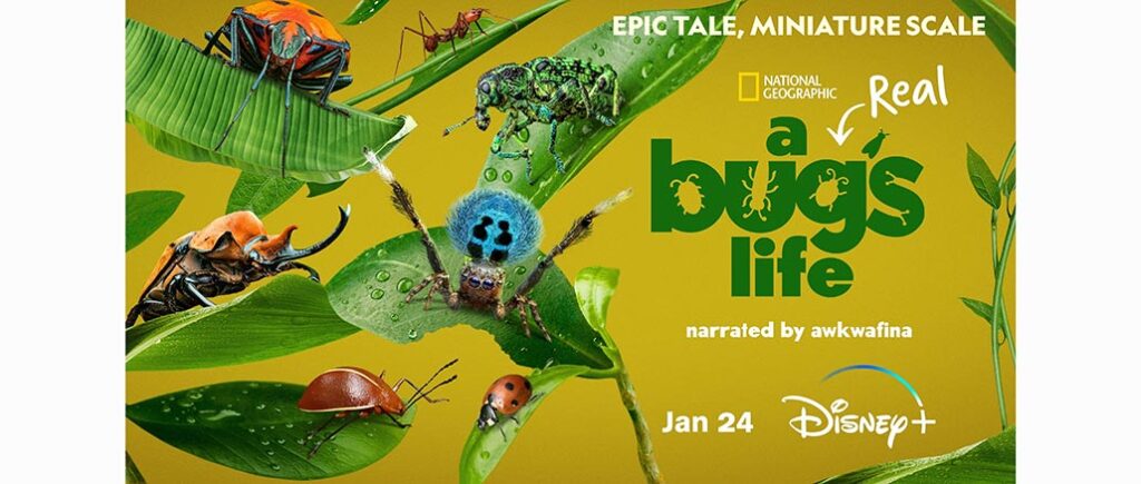 A Real Bug's Life, Disney+