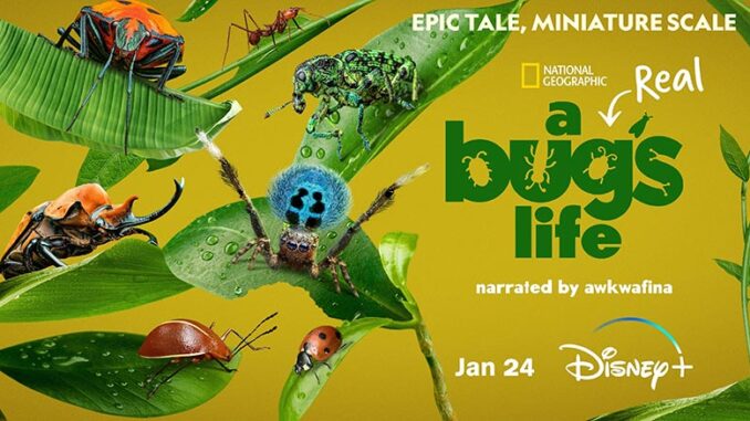 A Real Bug's Life, Disney+