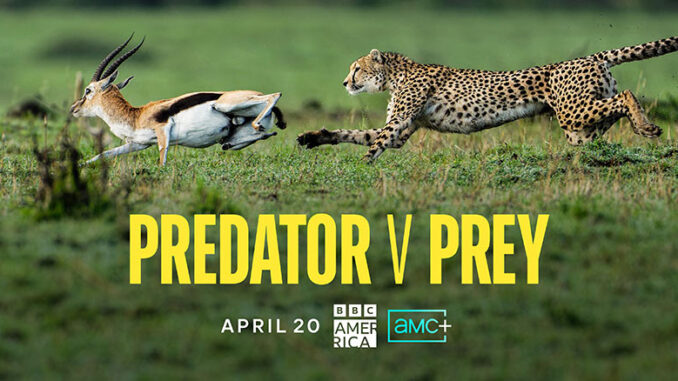 Predator v Prey BBC America