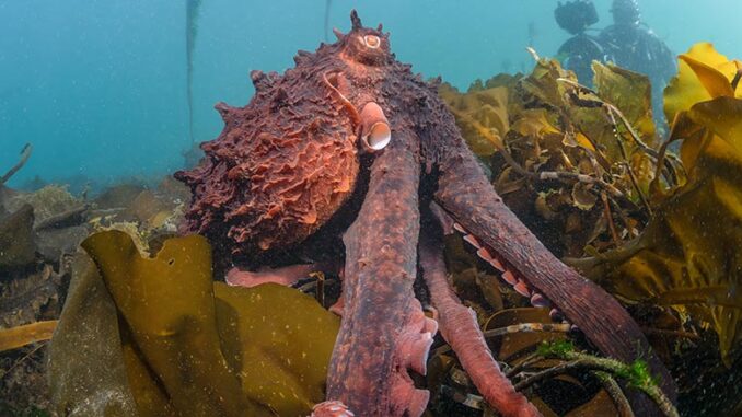 Secrets of the Octopus Nat Geo