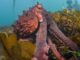 Secrets of the Octopus Nat Geo