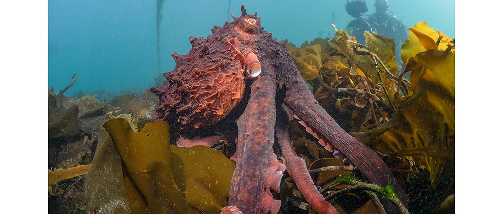 Secrets of the Octopus Nat Geo