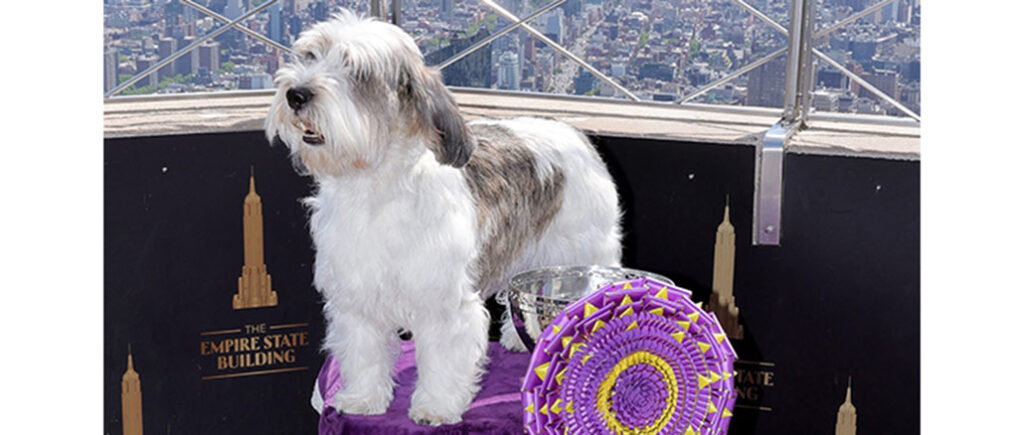 Westminster Kennel Club Dog Show 2023