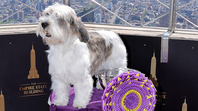 Westminster Kennel Club Dog Show 2023