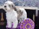Westminster Kennel Club Dog Show 2023