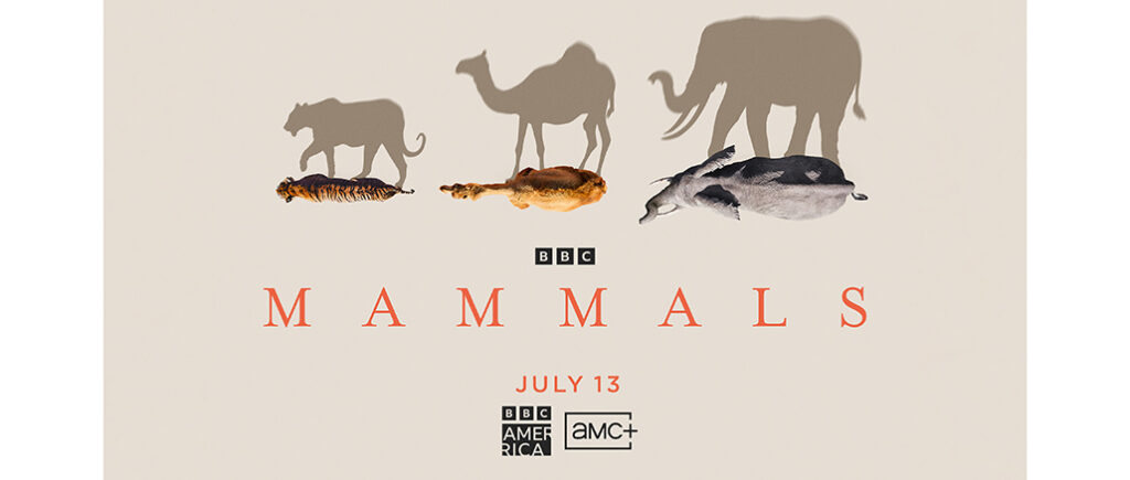 Mammals, BBC America