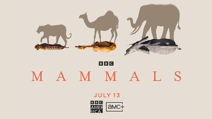 Mammals, BBC America