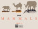 Mammals, BBC America