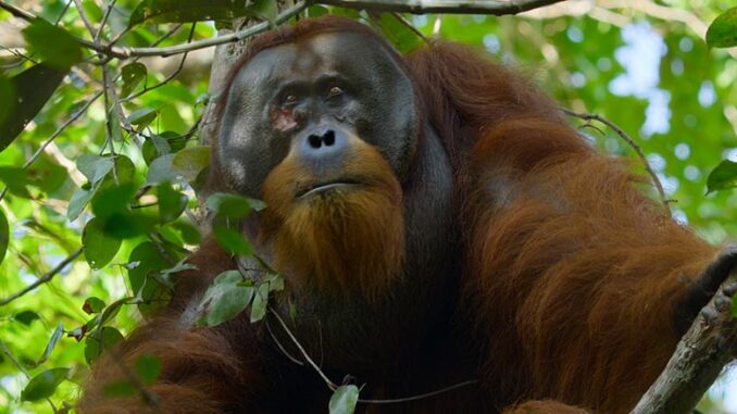 Secret Lives of Orangutans