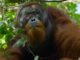 Secret Lives of Orangutans