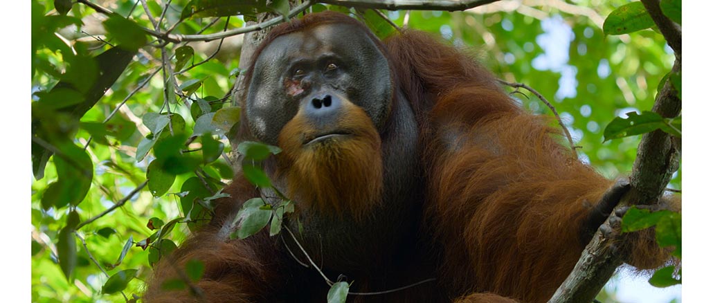 Secret Lives of Orangutans