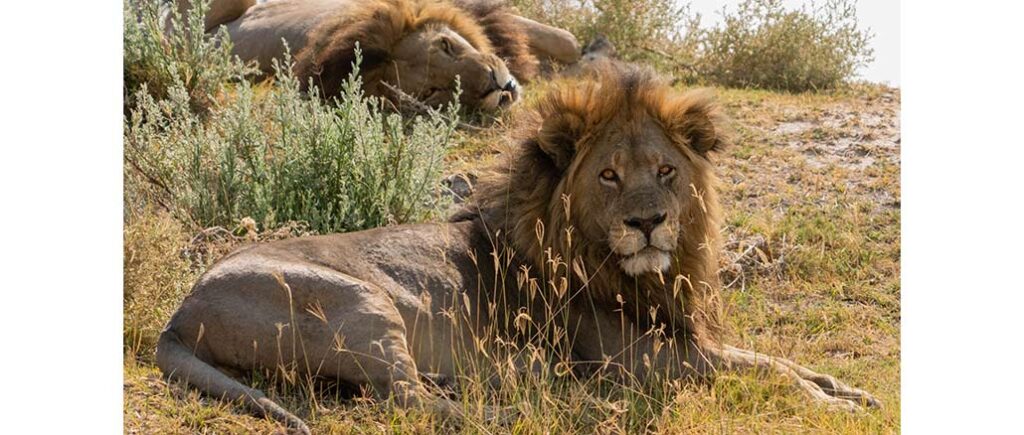 Big Cats 24/7 PBS