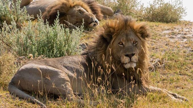 Big Cats 24/7 PBS