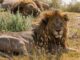 Big Cats 24/7 PBS