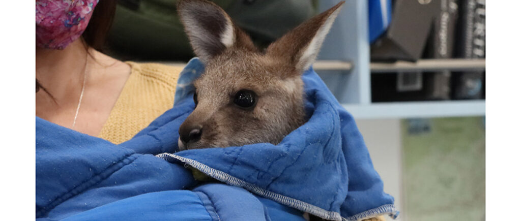 Wildlife Rescue Australia, Nat Geo Wild