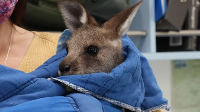 Wildlife Rescue Australia, Nat Geo Wild