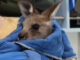 Wildlife Rescue Australia, Nat Geo Wild