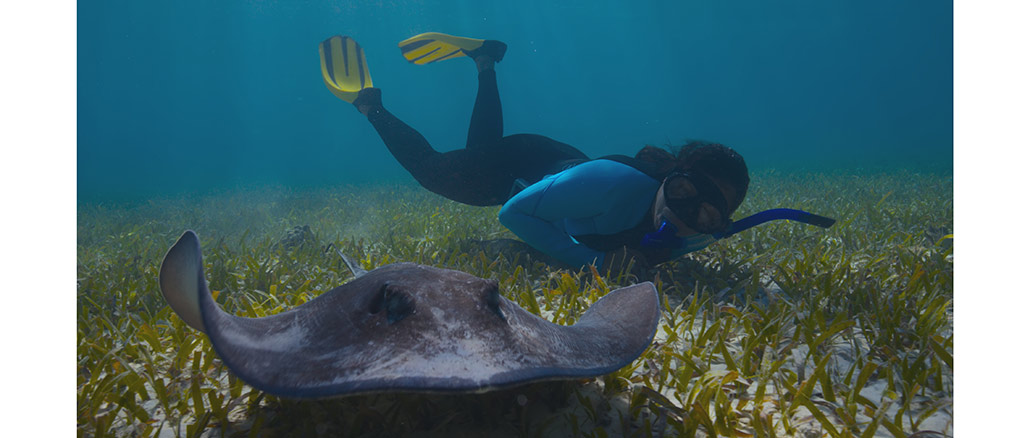 The Future of Nature PBS