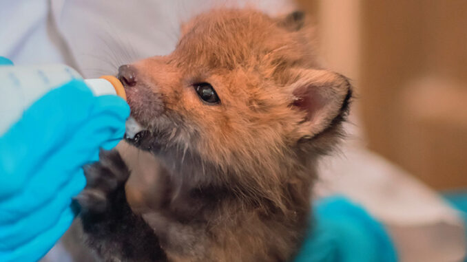 Wildlife Rehab, Nat Geo