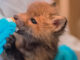 Wildlife Rehab, Nat Geo