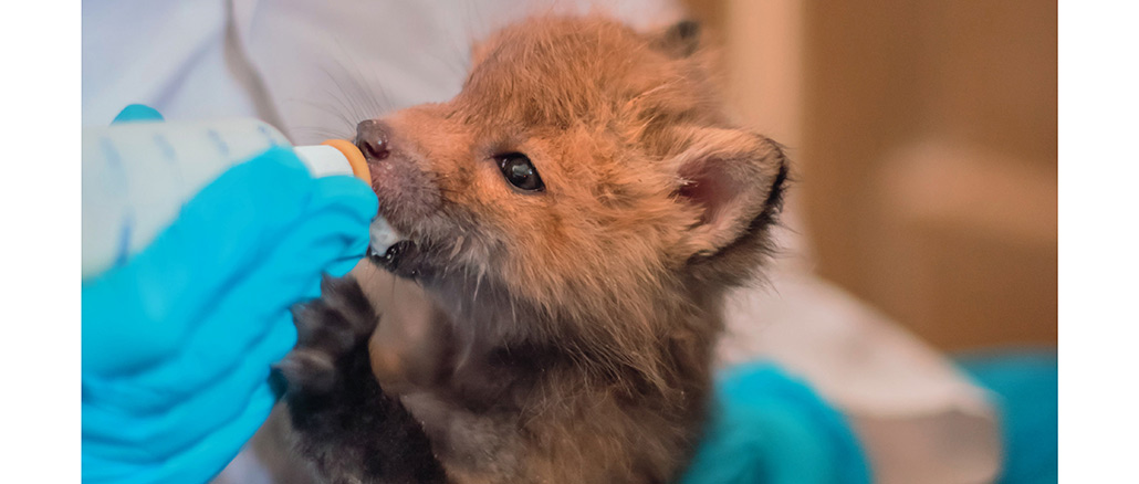 Wildlife Rehab, Nat Geo
