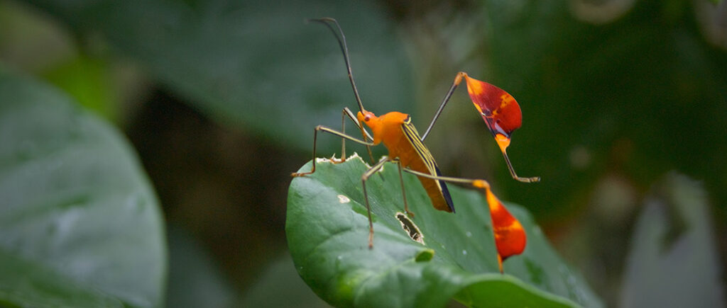Bugs That Rule the World PBS