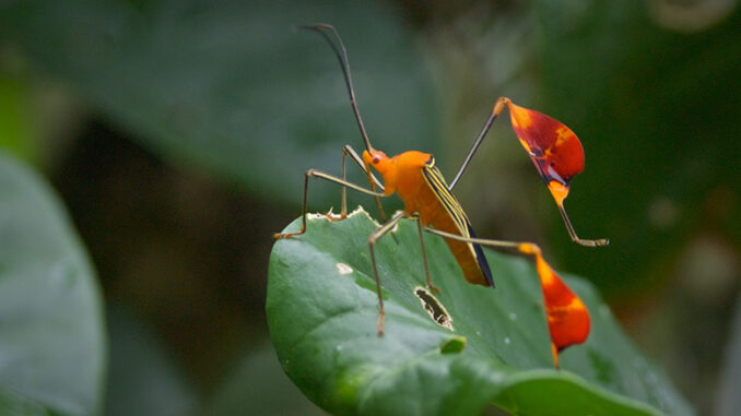 Bugs That Rule the World PBS