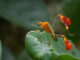 Bugs That Rule the World PBS