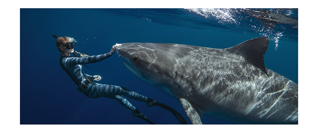 Shark Whisperer, Netflix