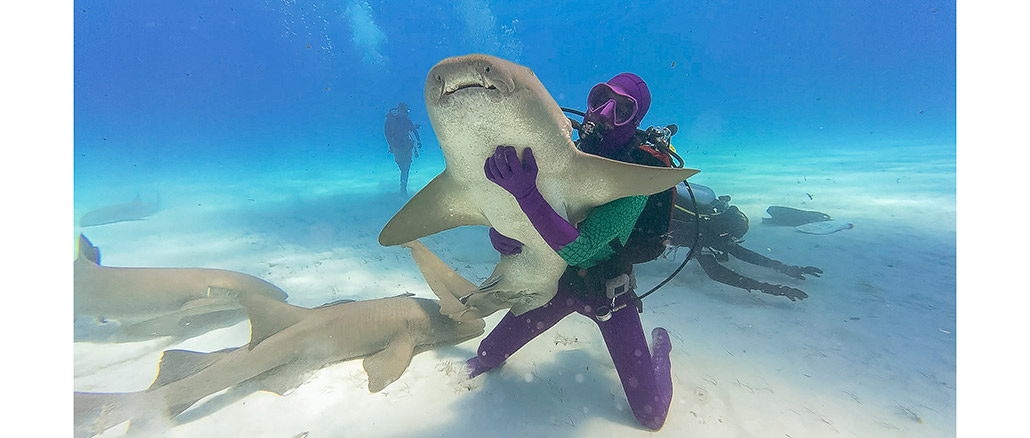 Dancing With Sharks, Shark Week, Discovery Channel