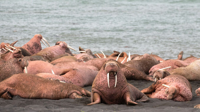 Walrus: Life on Thin Ice, PBS