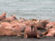 Walrus: Life on Thin Ice, PBS