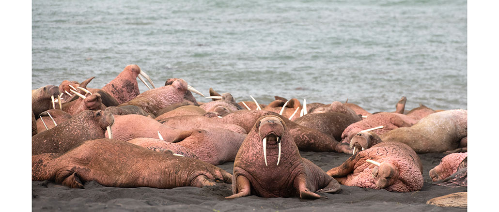 Walrus: Life on Thin Ice, PBS