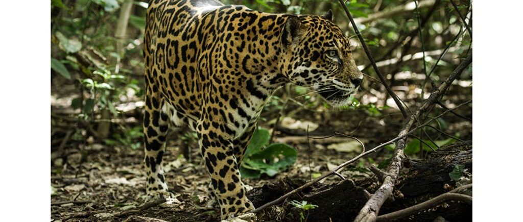 Nature: Jaguar Beach