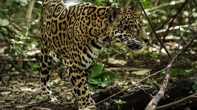 Nature: Jaguar Beach