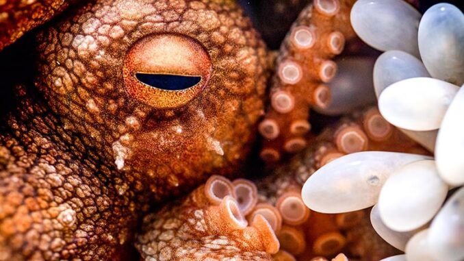 Nature PBS Parenthood Oceans